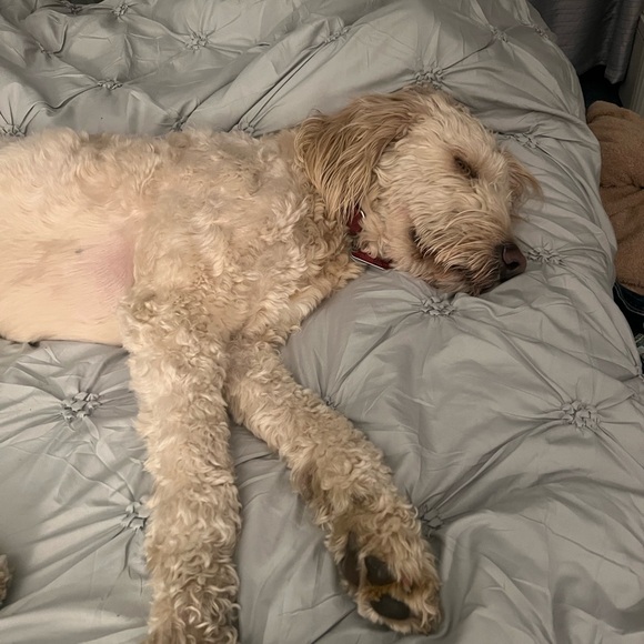 Meet your Posher, Nicole - Picture 6 of 9